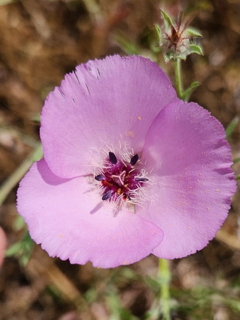 Splendid Mariposa Lily photo 7