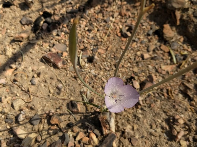 Splendid Mariposa Lily photo 8