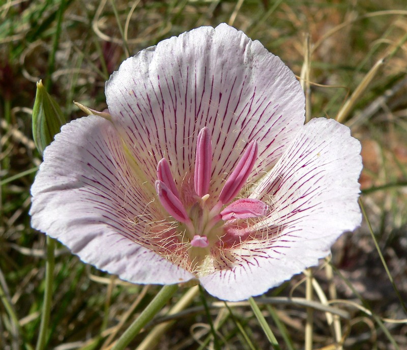 Alkali Mariposa Lily