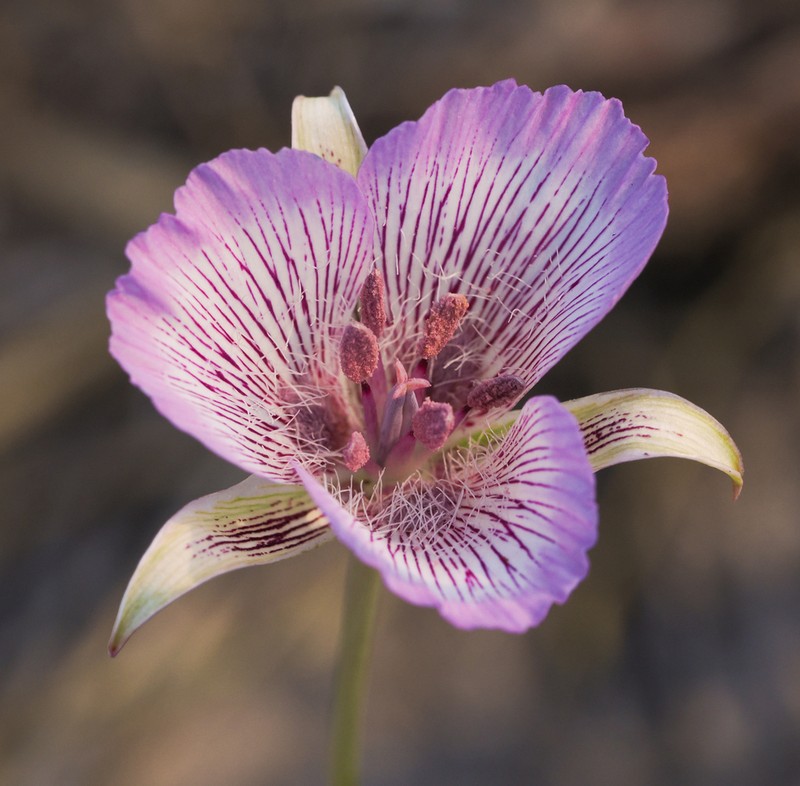Alkali Mariposa Lily photo 2