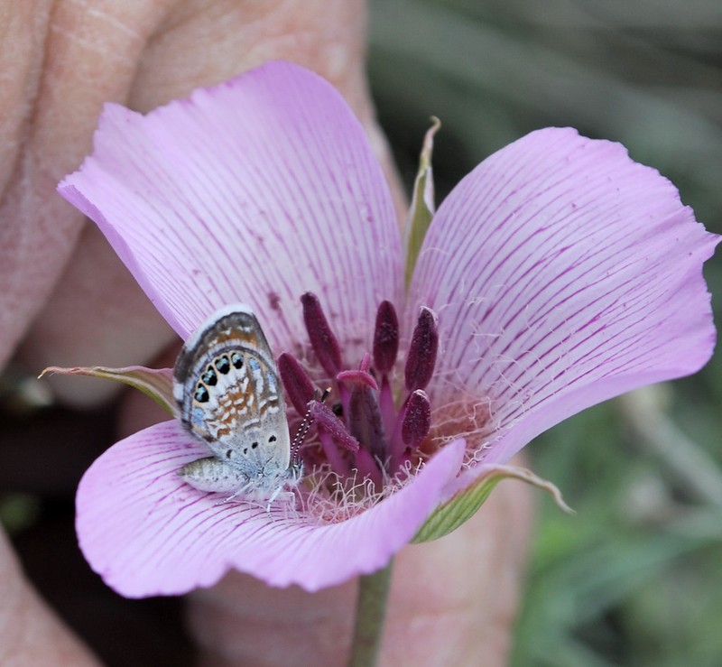 Alkali Mariposa Lily photo 3