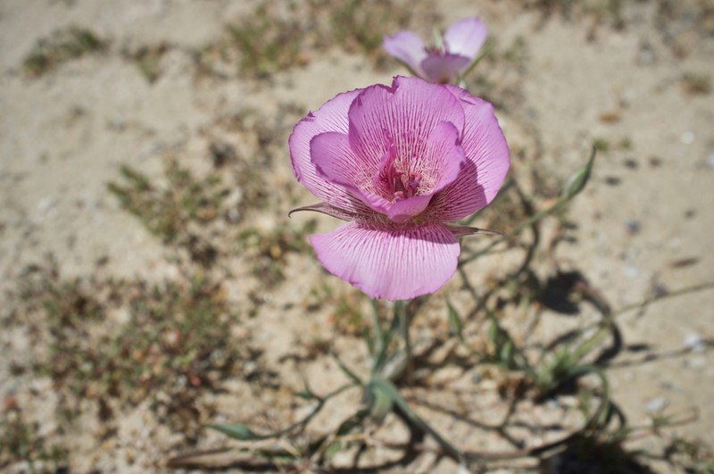 Alkali Mariposa Lily photo 4