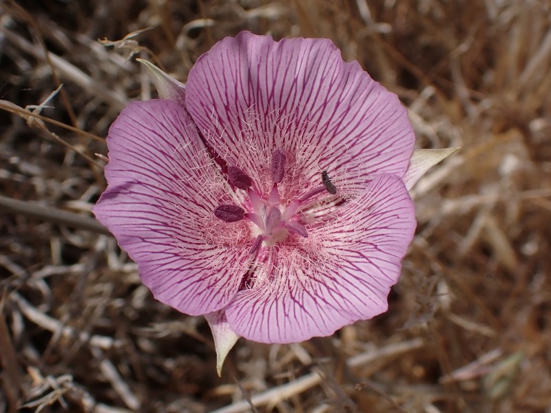 Alkali Mariposa Lily photo 5