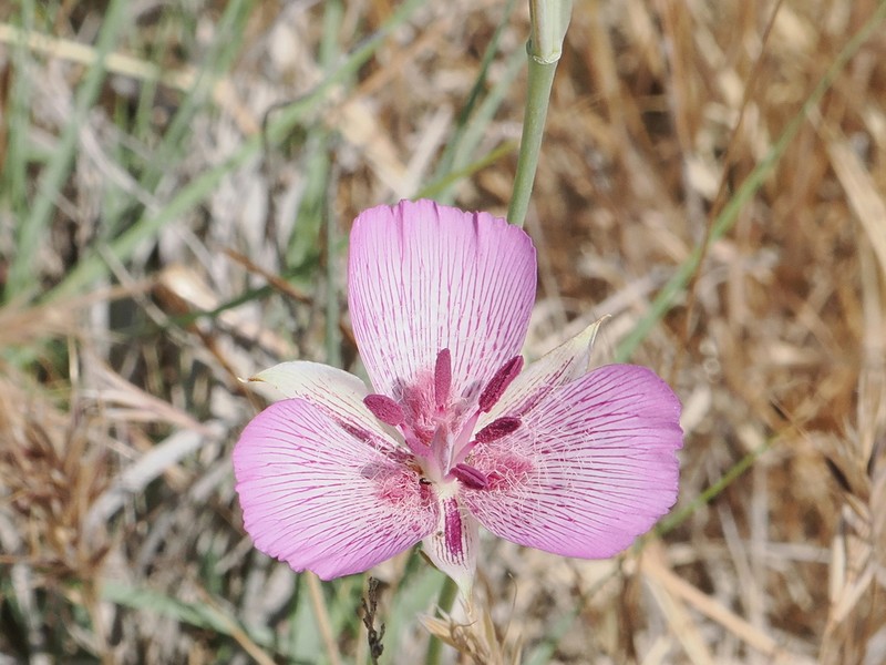 Alkali Mariposa Lily photo 6
