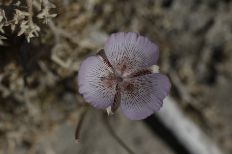 Alkali Mariposa Lily photo 7