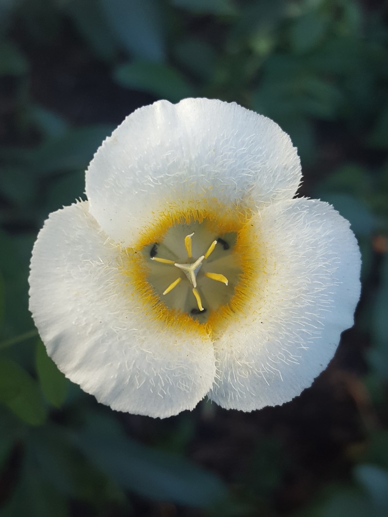 Subalpine Mariposa Lily