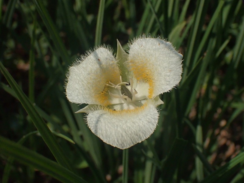Subalpine Mariposa Lily photo 2
