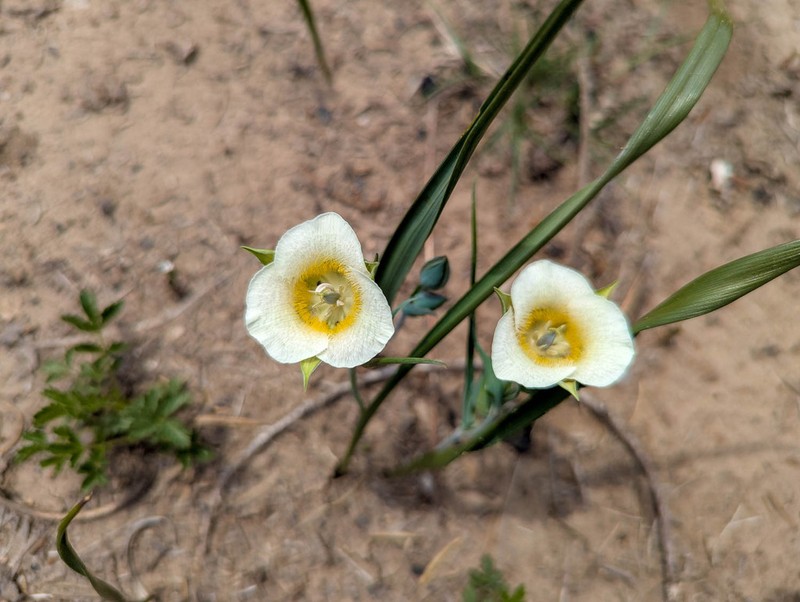 Subalpine Mariposa Lily photo 3