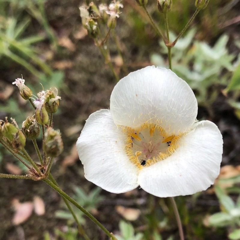 Subalpine Mariposa Lily photo 4