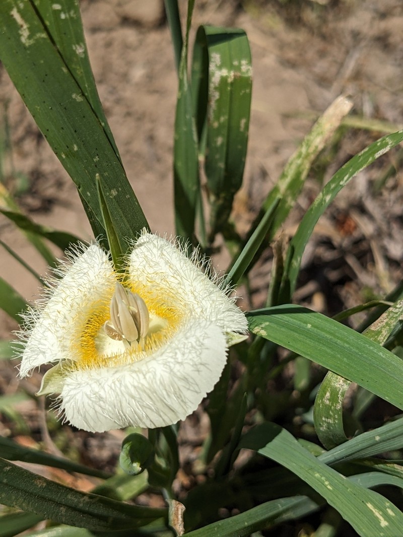 Subalpine Mariposa Lily photo 5