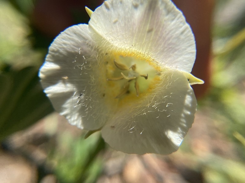 Subalpine Mariposa Lily photo 6