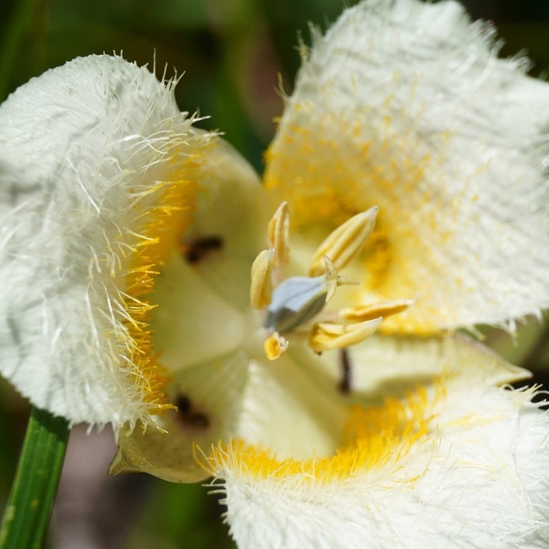 Subalpine Mariposa Lily photo 7