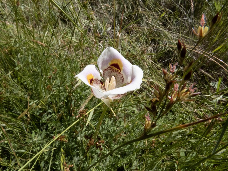 Yellow Mariposa photo 3
