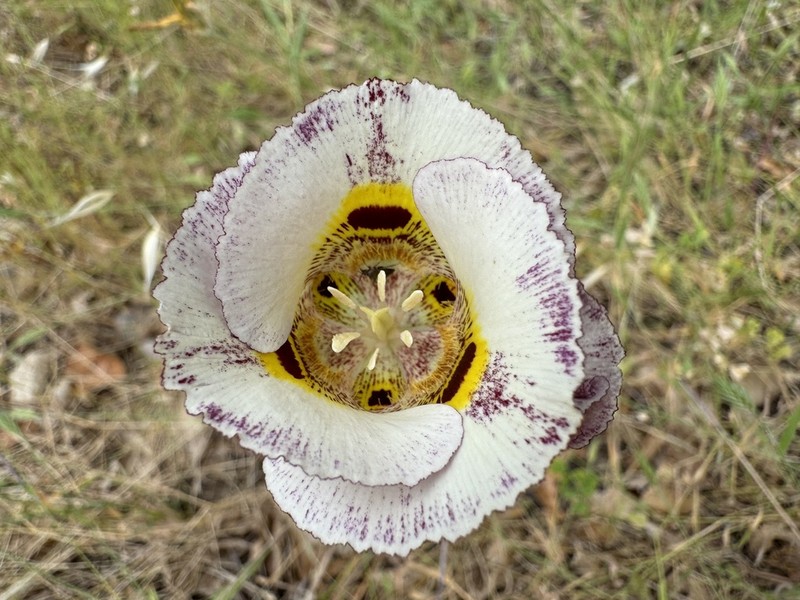Yellow Mariposa photo 4