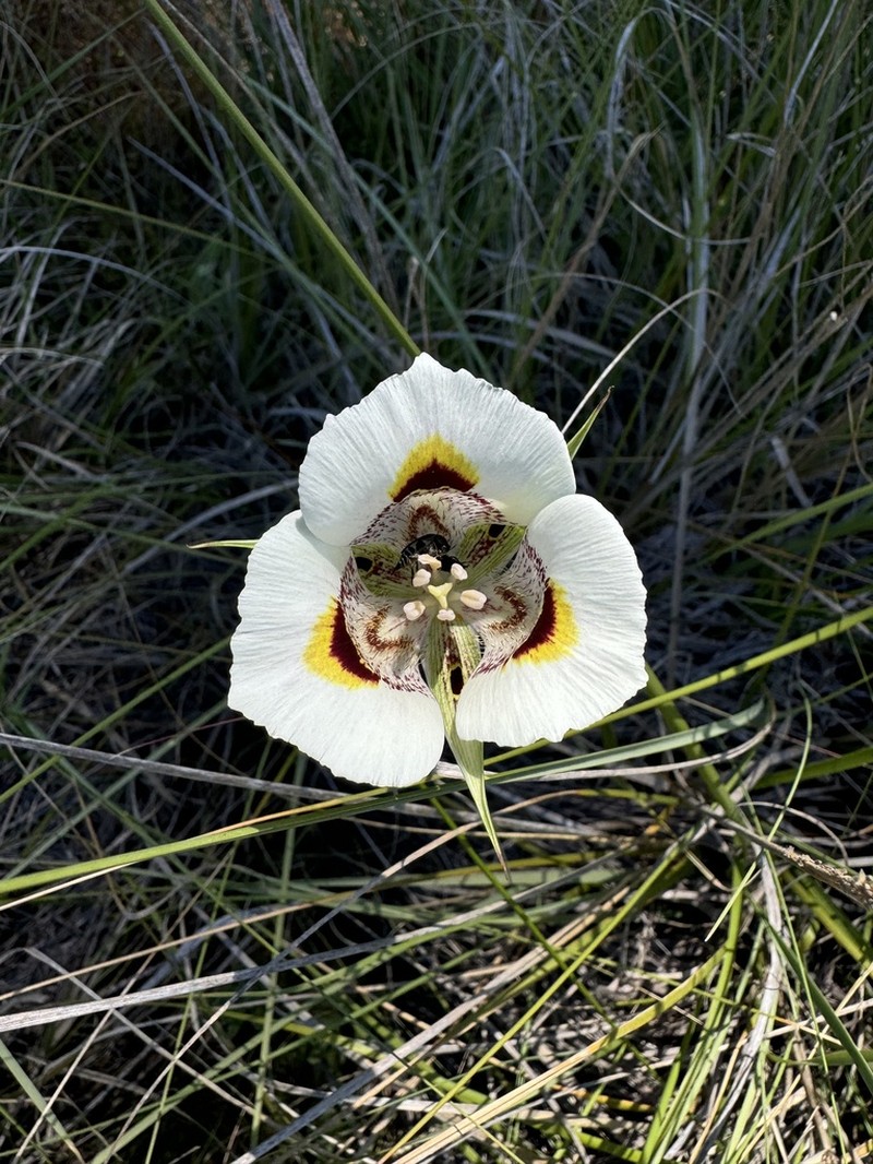 Yellow Mariposa photo 6