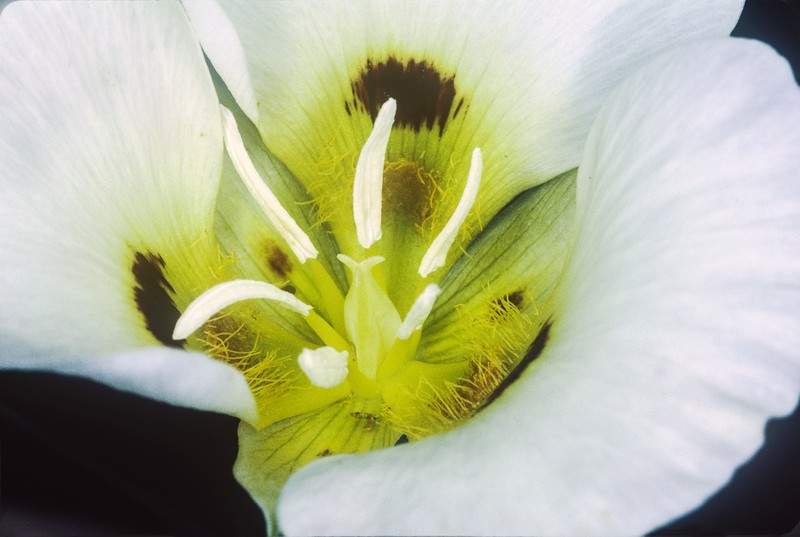 Callahan's Mariposa Lily