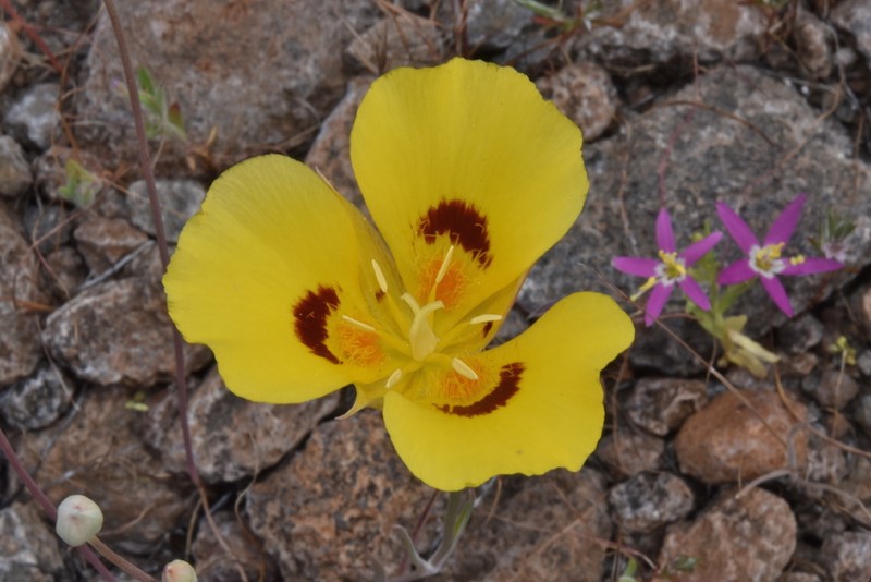 Callahan's Mariposa Lily photo 2