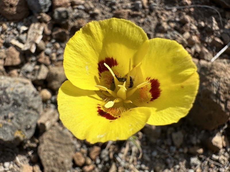 Callahan's Mariposa Lily photo 3