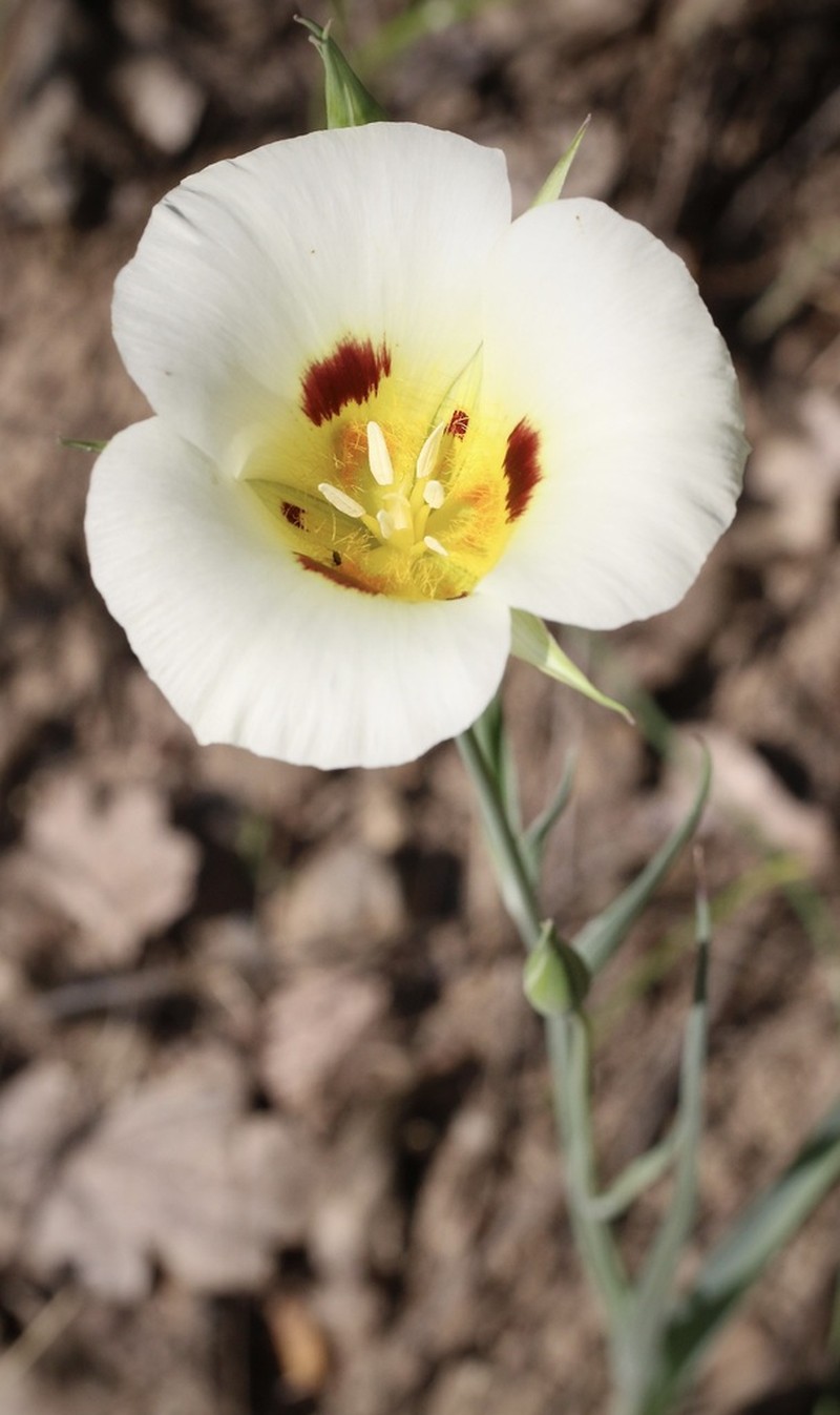 Callahan's Mariposa Lily photo 4