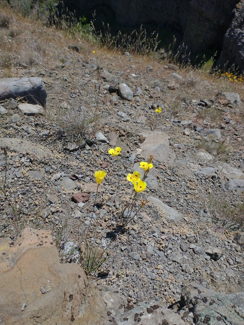 Callahan's Mariposa Lily photo 5