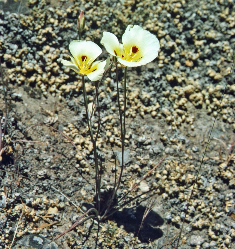 Callahan's Mariposa Lily photo 6