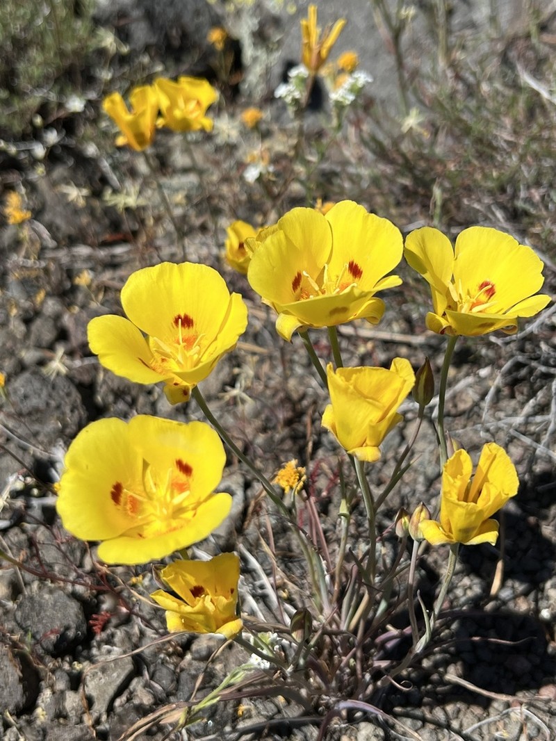 Callahan's Mariposa Lily photo 7