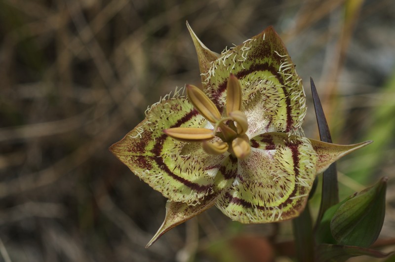Tiburon Mariposa Lily