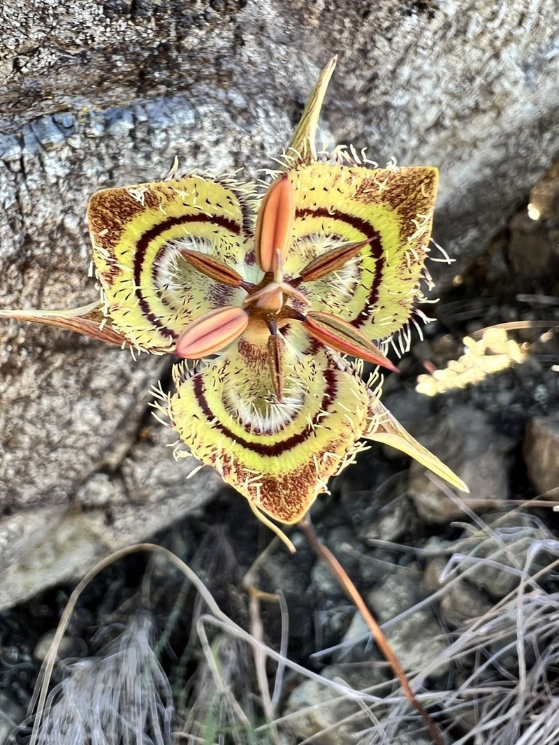 Tiburon Mariposa Lily photo 2