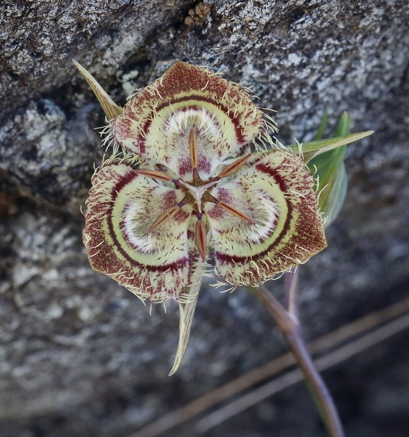 Tiburon Mariposa Lily photo 3