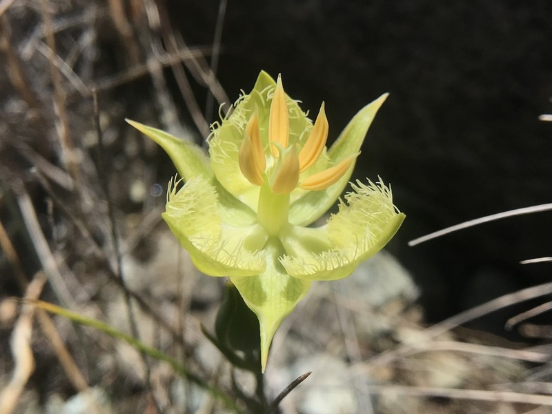 Tiburon Mariposa Lily photo 4