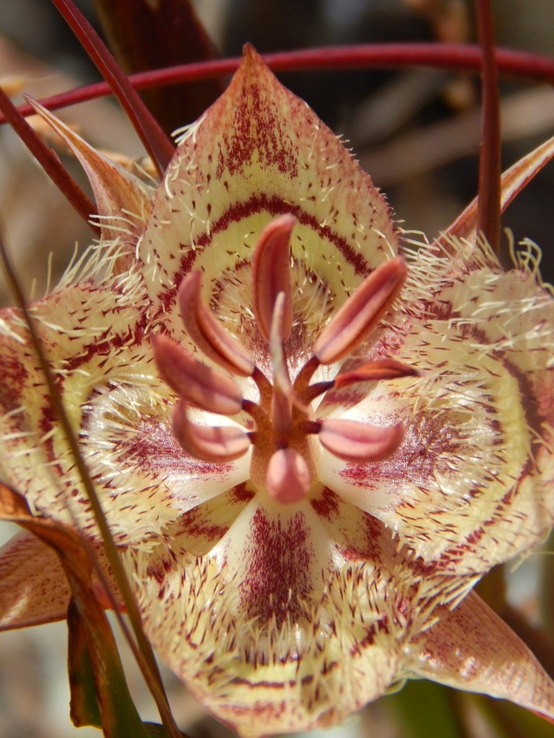 Tiburon Mariposa Lily photo 5
