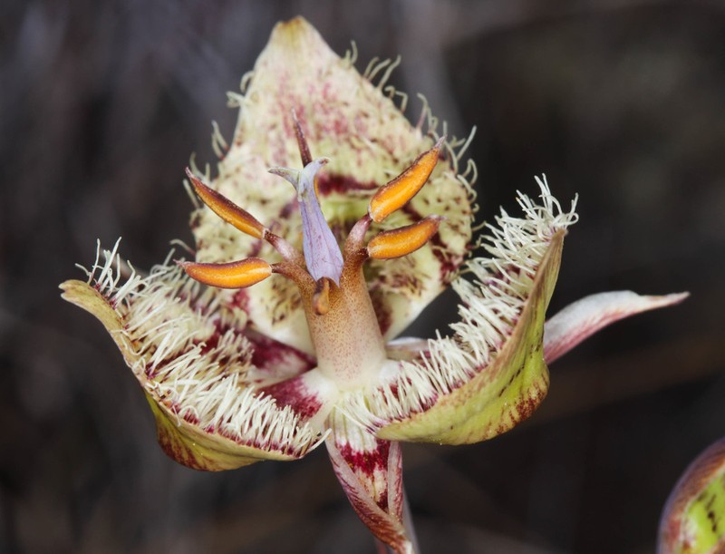Tiburon Mariposa Lily photo 6