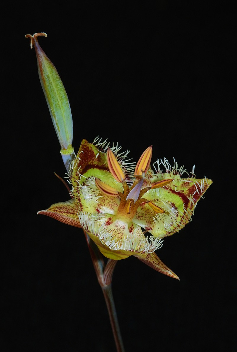 Tiburon Mariposa Lily photo 7