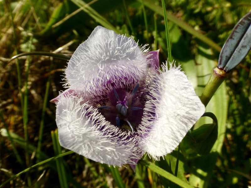 Tolmie Star-Tulip photo 4
