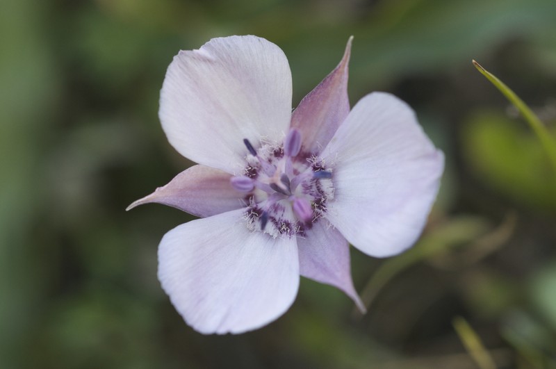 Oakland Mariposa Lily
