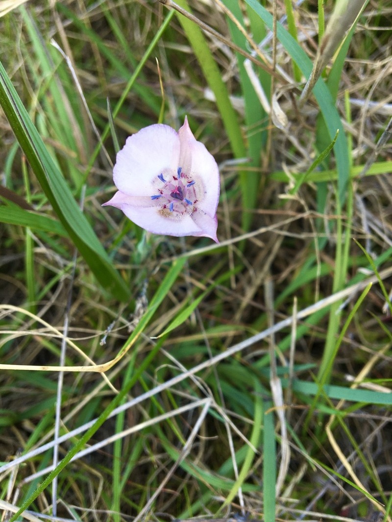 Oakland Mariposa Lily photo 2