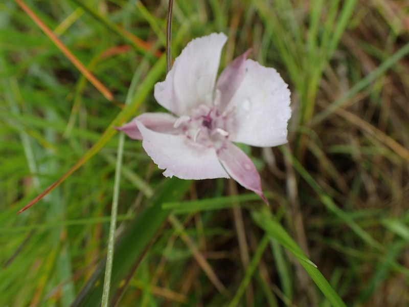 Oakland Mariposa Lily photo 3