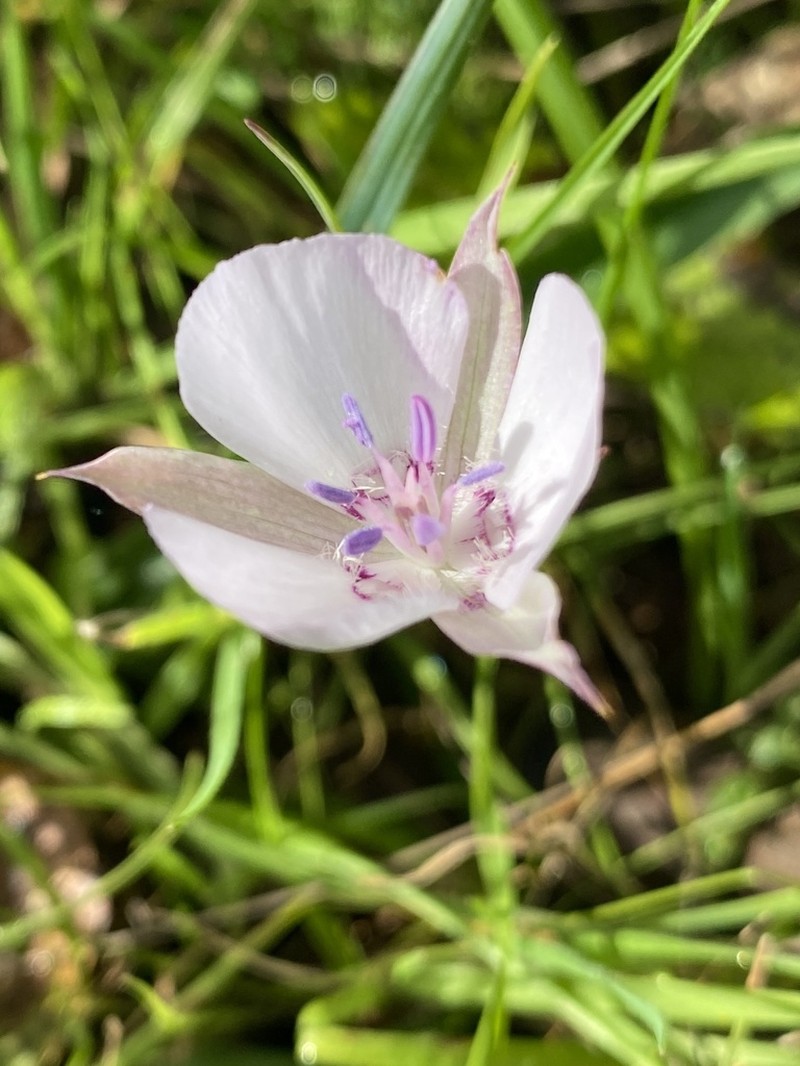 Oakland Mariposa Lily photo 4