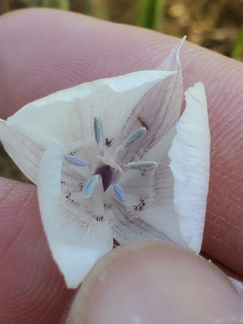Oakland Mariposa Lily photo 5
