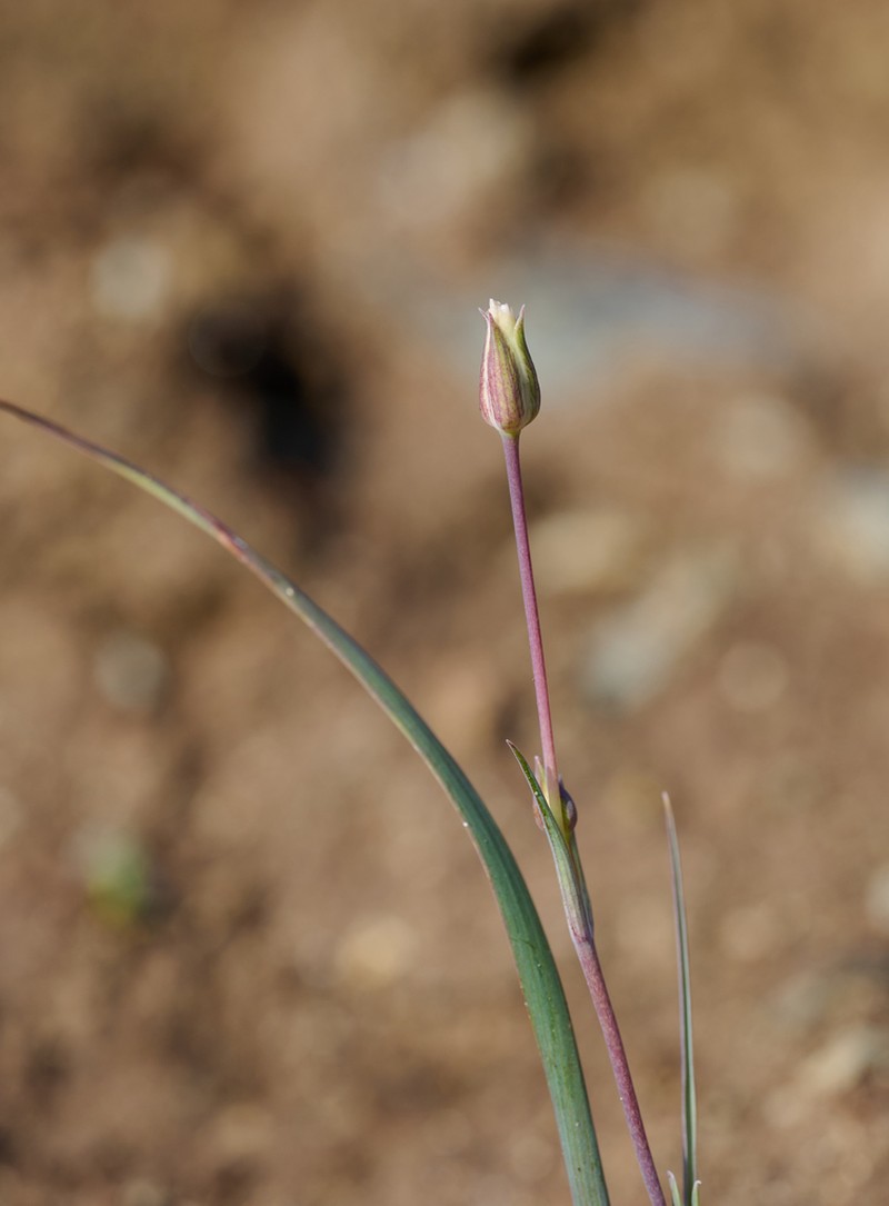 Oakland Mariposa Lily photo 6