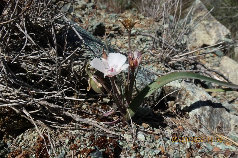 Oakland Mariposa Lily photo 7