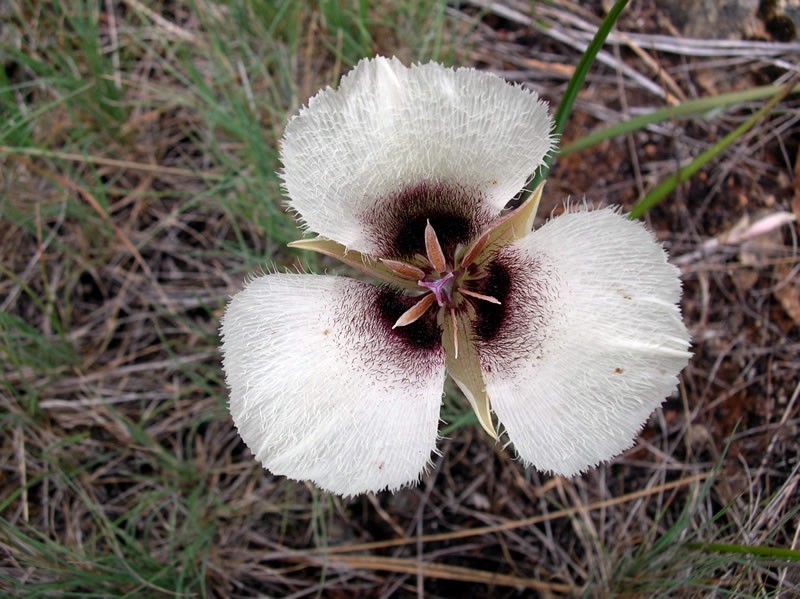 Umpqua Mariposa Lily