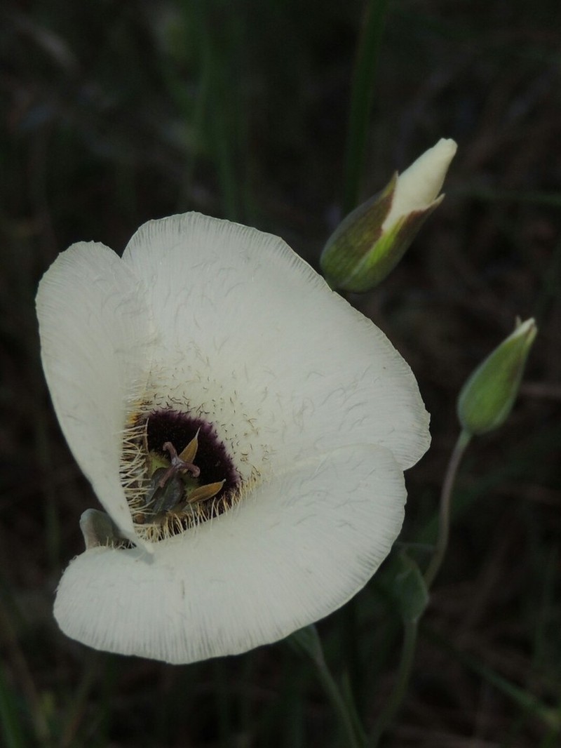 Umpqua Mariposa Lily photo 2