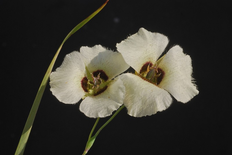 Umpqua Mariposa Lily photo 3