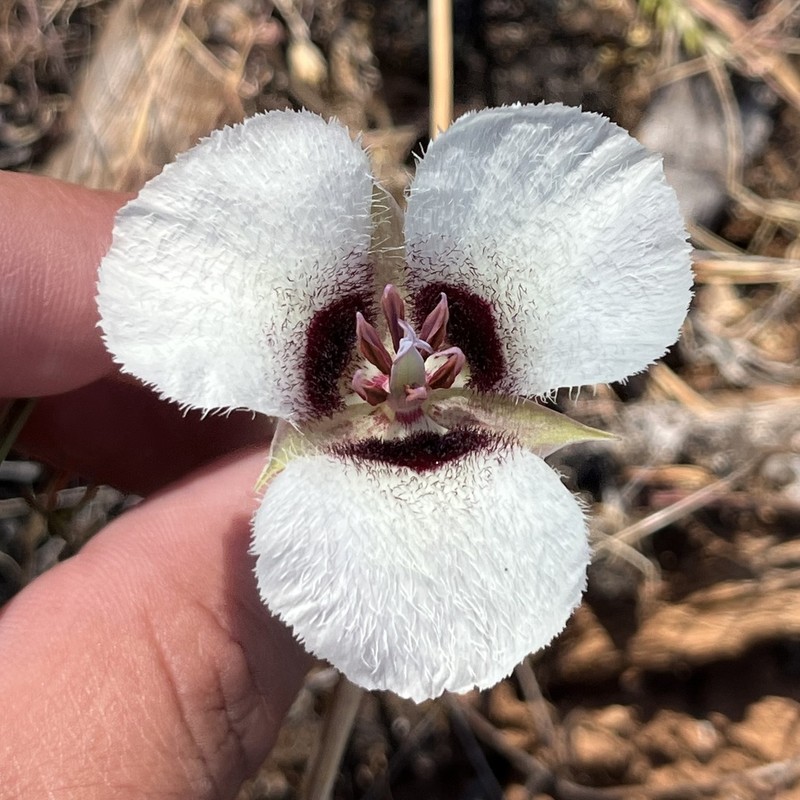 Umpqua Mariposa Lily photo 5