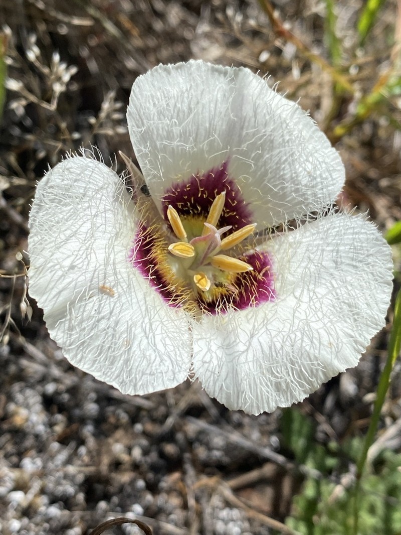 Umpqua Mariposa Lily photo 6