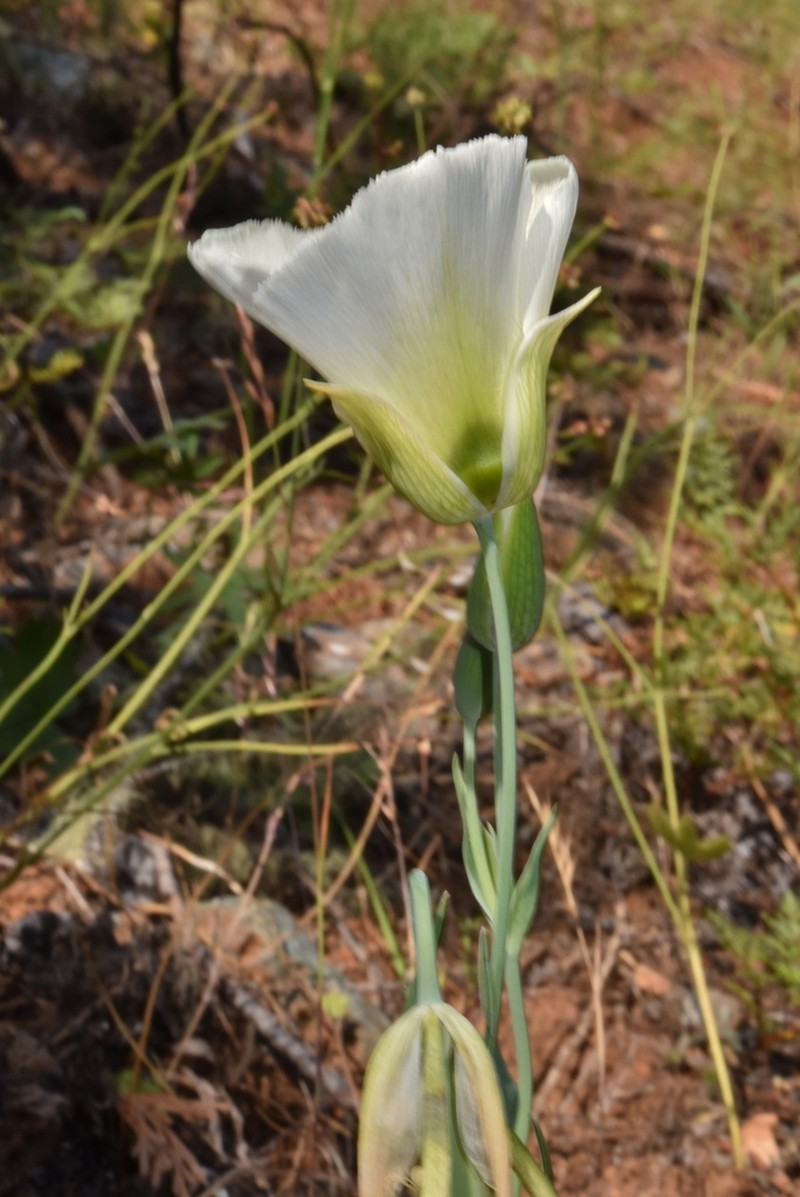 Umpqua Mariposa Lily photo 7