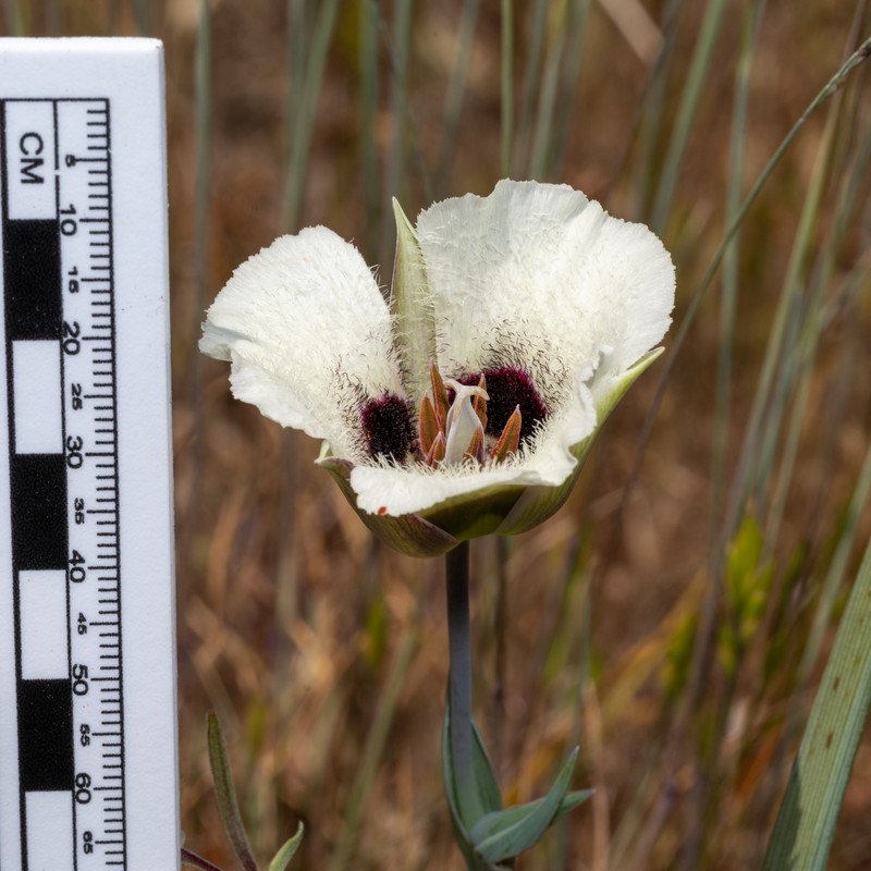 Calochortus umpquaensis subsp. confertus