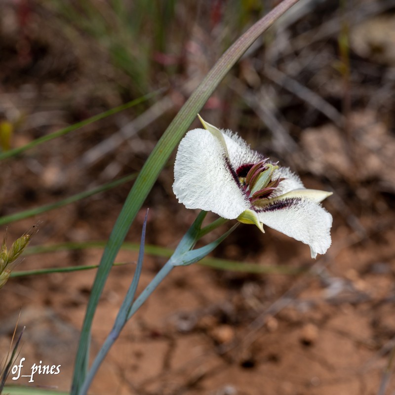 Calochortus umpquaensis subsp. confertus photo 2