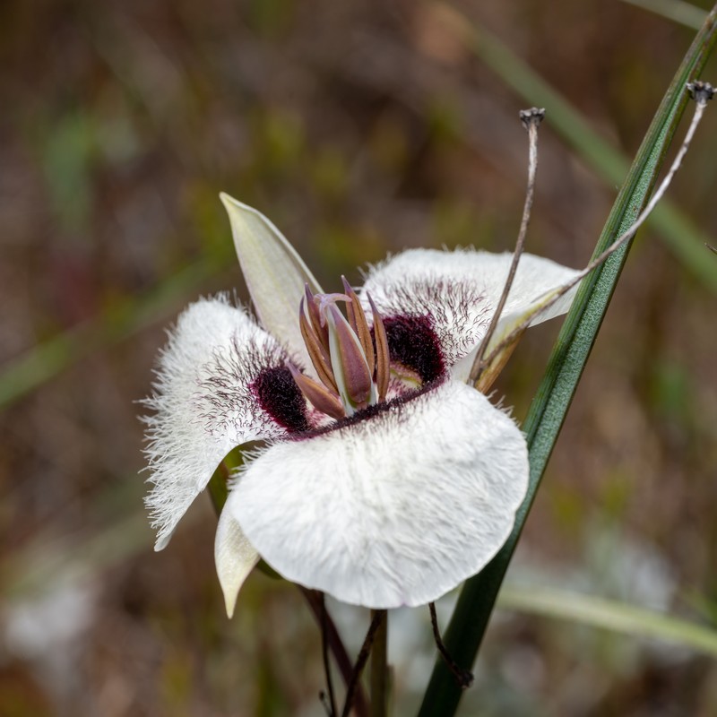 Calochortus umpquaensis subsp. confertus photo 3